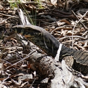 Varanus varius at Bango, NSW - suppressed