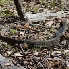 Varanus varius at Bango, NSW - suppressed