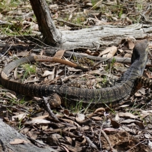 Varanus varius at Bango, NSW - 10 Oct 2022