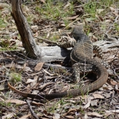 Varanus varius at Bango, NSW - suppressed