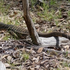 Varanus varius at Bango, NSW - 10 Oct 2022