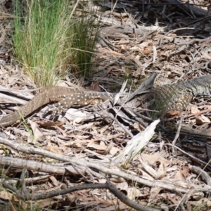 Varanus varius at Bango, NSW - 10 Oct 2022