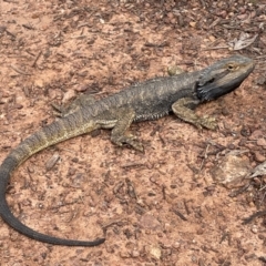 Pogona barbata (Eastern Bearded Dragon) at Watson, ACT - 11 Oct 2022 by RAT70