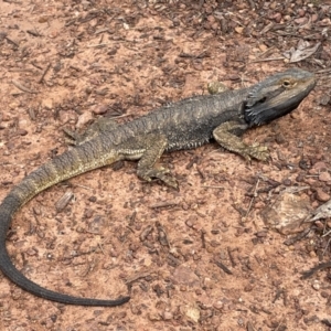 Pogona barbata at Watson, ACT - suppressed