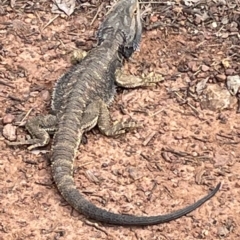 Pogona barbata at Watson, ACT - 11 Oct 2022