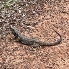 Pogona barbata at Watson, ACT - suppressed