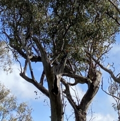 Callocephalon fimbriatum (Gang-gang Cockatoo) at Red Hill Nature Reserve - 18 Sep 2022 by Binny