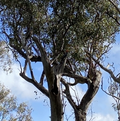 Callocephalon fimbriatum (Gang-gang Cockatoo) at Red Hill Nature Reserve - 18 Sep 2022 by Binny