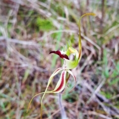 Caladenia atrovespa (Green-comb Spider Orchid) at Black Mountain - 11 Oct 2022 by darrenw