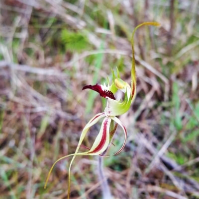 Caladenia atrovespa (Green-comb Spider Orchid) at Black Mountain - 11 Oct 2022 by darrenw