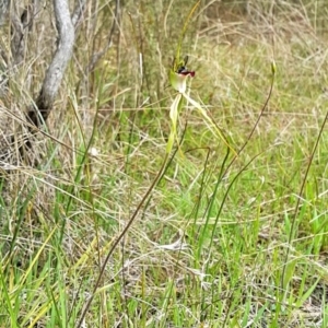 Caladenia atrovespa at Aranda, ACT - suppressed