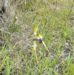 Caladenia atrovespa at Aranda, ACT - 11 Oct 2022