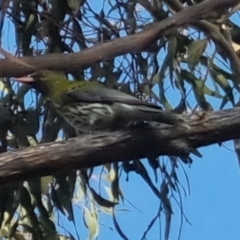 Oriolus sagittatus (Olive-backed Oriole) at Bungendore, NSW - 11 Oct 2022 by clarehoneydove