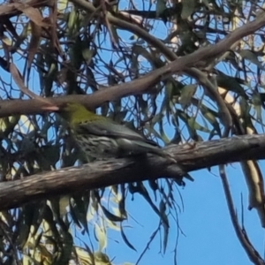 Oriolus sagittatus at Bungendore, NSW - 11 Oct 2022