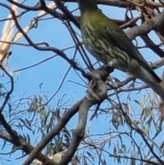 Oriolus sagittatus at Bungendore, NSW - 11 Oct 2022