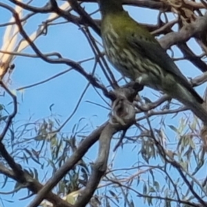 Oriolus sagittatus at Bungendore, NSW - 11 Oct 2022