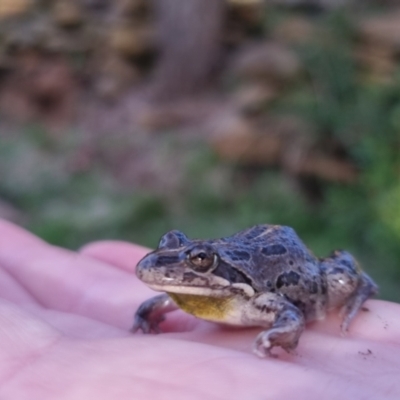 Limnodynastes tasmaniensis (Spotted Grass Frog) at Bungendore, NSW - 11 Oct 2022 by clarehoneydove