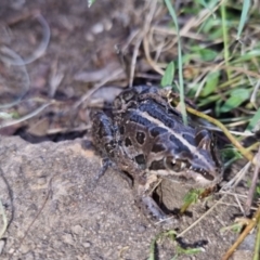 Limnodynastes tasmaniensis at Bungendore, NSW - 11 Oct 2022