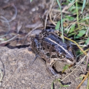 Limnodynastes tasmaniensis at Bungendore, NSW - 11 Oct 2022 06:23 PM