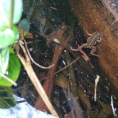 Limnodynastes tasmaniensis at Bungendore, NSW - 11 Oct 2022 06:23 PM