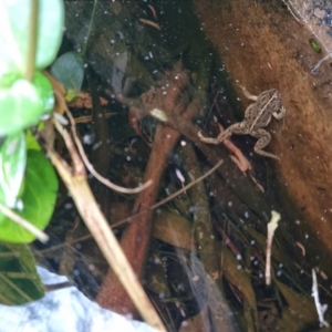 Limnodynastes tasmaniensis at Bungendore, NSW - 11 Oct 2022