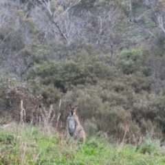 Notamacropus rufogriseus (Red-necked Wallaby) at Bungendore, NSW - 11 Oct 2022 by clarehoneydove