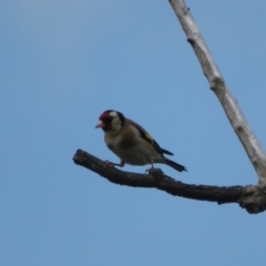 Carduelis carduelis (European Goldfinch) at Jerrabomberra Wetlands - 11 Oct 2022 by Christine