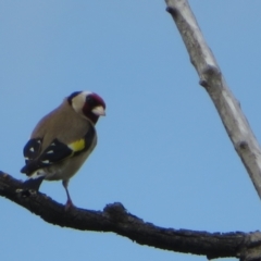 Carduelis carduelis at Fyshwick, ACT - 11 Oct 2022