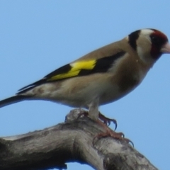 Carduelis carduelis at Fyshwick, ACT - 11 Oct 2022