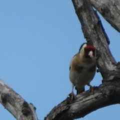 Carduelis carduelis at Fyshwick, ACT - 11 Oct 2022