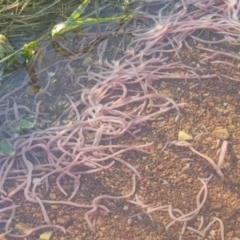 Oligochaeta (class) (Unidentified earthworm) at Watson, ACT - 10 Oct 2022 by MPW