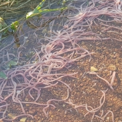 Oligochaeta (class) (Unidentified earthworm) at Watson, ACT - 10 Oct 2022 by MAX