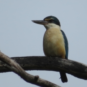 Todiramphus sanctus at Fyshwick, ACT - 11 Oct 2022 02:30 PM