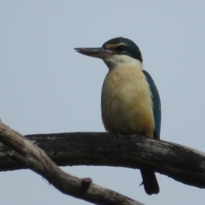Todiramphus sanctus (Sacred Kingfisher) at Jerrabomberra Wetlands - 11 Oct 2022 by Christine