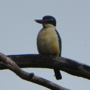 Todiramphus sanctus at Fyshwick, ACT - 11 Oct 2022 02:30 PM