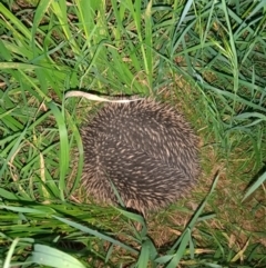 Tachyglossus aculeatus (Short-beaked Echidna) at Fraser, ACT - 11 Oct 2022 by NNC