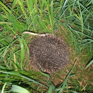 Tachyglossus aculeatus at Fraser, ACT - 11 Oct 2022 07:23 PM