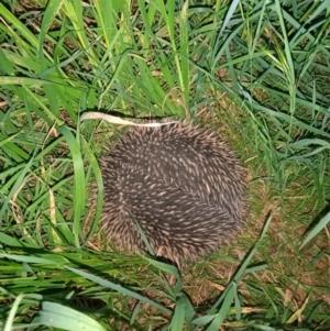 Tachyglossus aculeatus at Fraser, ACT - 11 Oct 2022