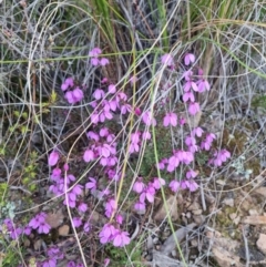 Tetratheca bauerifolia (Heath Pink-bells) at QPRC LGA - 11 Oct 2022 by clarehoneydove