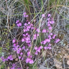 Tetratheca bauerifolia (Heath Pink-bells) at Bungendore, NSW - 11 Oct 2022 by clarehoneydove