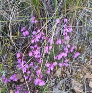 Tetratheca bauerifolia at Bungendore, NSW - 11 Oct 2022 05:45 PM