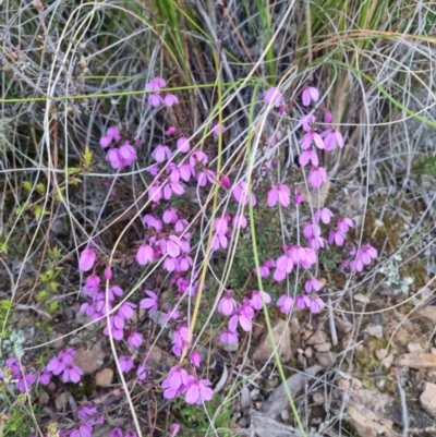 Tetratheca bauerifolia (Heath Pink-bells) at QPRC LGA - 11 Oct 2022 by clarehoneydove