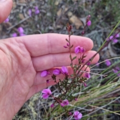 Tetratheca bauerifolia at Bungendore, NSW - 11 Oct 2022 05:45 PM