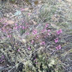 Tetratheca bauerifolia at Bungendore, NSW - 11 Oct 2022 05:45 PM