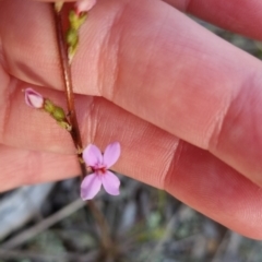 Stylidium graminifolium (Grass Triggerplant) at QPRC LGA - 11 Oct 2022 by clarehoneydove