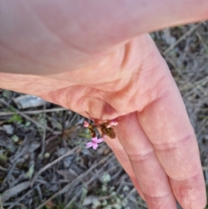 Stylidium graminifolium at Bungendore, NSW - 11 Oct 2022