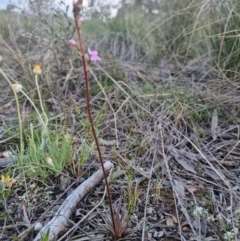 Stylidium graminifolium at Bungendore, NSW - 11 Oct 2022