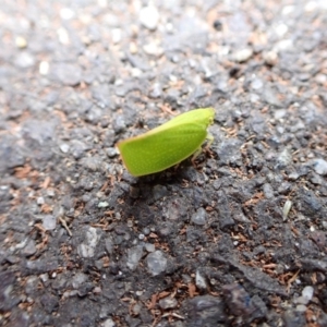 Siphanta acuta at Murrumbateman, NSW - 11 Oct 2022