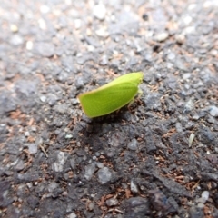 Siphanta acuta (Green planthopper, Torpedo bug) at Murrumbateman, NSW - 11 Oct 2022 by SimoneC