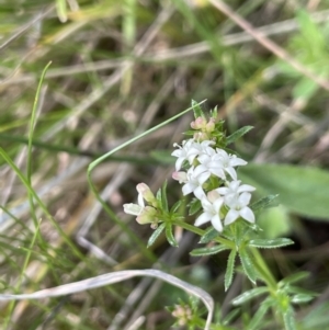 Asperula conferta at Moncrieff, ACT - 11 Oct 2022 02:57 PM